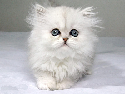 1473408620224906.jpg 波斯猫1.jpg